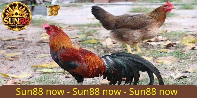 Đá gà Thomo Sun88