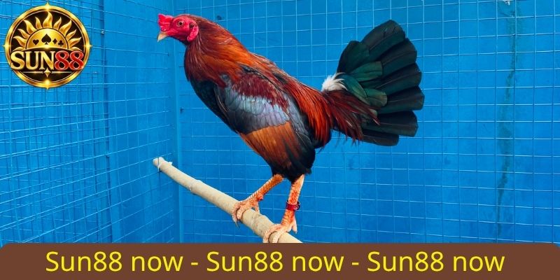Đá gà Thomo Sun88 - Trải nghiệm đấu trường rực lửa uy tín 2 Gà Tre