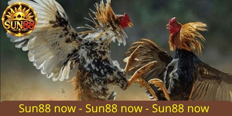 Kèo Đá Gà chuẩn miền Nam tại Sun88