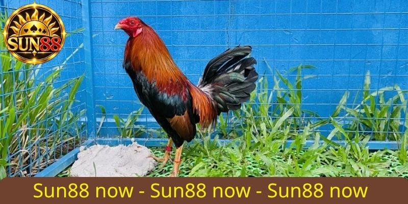Luật chơi Đá Gà gắn Cựa Sắt cơ bản