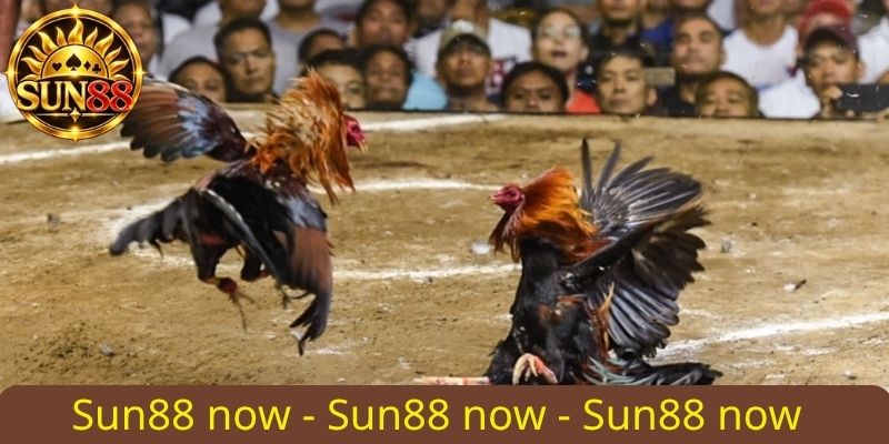 Xem thần thái, ngoại hình của chiến kê